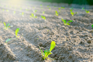 Young green seedlings in a sunlit agricultural field
