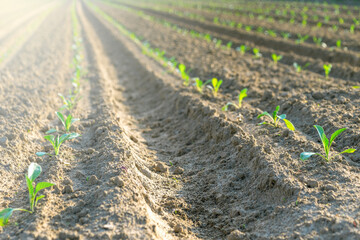 Young green seedlings in sunlit agricultural field rows
