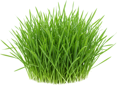 patch of grass with transparent background frame border