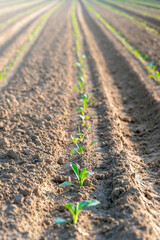 Young green sprouts emerging in neatly plowed agricultural field