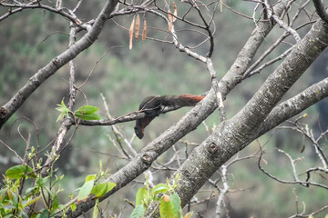 Dark squirrel with a reddish tail perched on a tree branch in a natural setting.