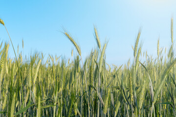 Lush Rye field under clear blue sky on a sunny day. Secale cereale