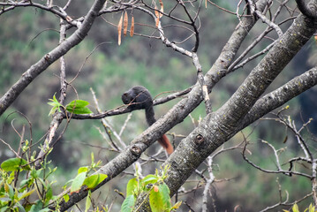 Dark squirrel with a reddish tail perched on a tree branch in a natural setting.
