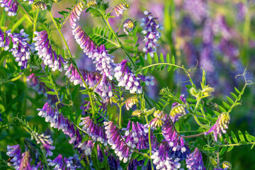 Vibrant purple and white vicia flowers blooming in lush greenery. Vicia villosa. the hairy vetch,...