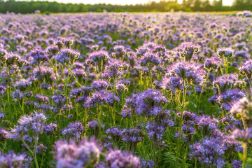 Fototapeta premium Purple wildflower field at sunset with blooming phacelia and greenery. Phacelia tanacetifolia, lacy phacelia