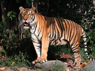 tiger in the zoo