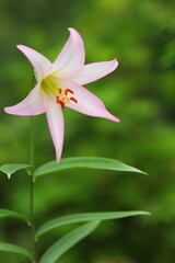 淡いピンクのササユリ