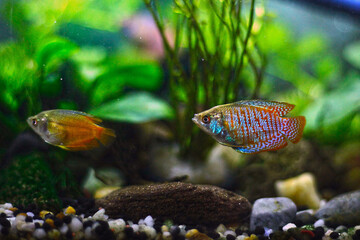 Aquarium Plants-Dwarf Gourami-Freshwater-Tropical Fish