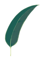 Illustration of a single eucalyptus leaf isolated on white 