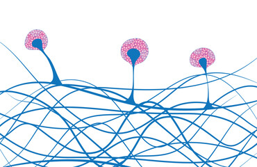 Mucor microscopic diagram © KKT Madhusanka