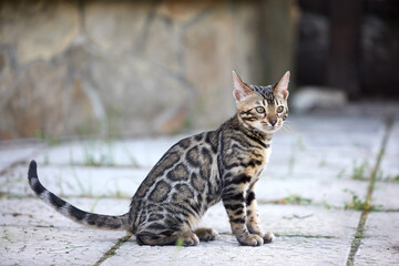 Adorable Bengal Kitten Sitting Outdoors on Stone Pavement