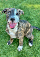 Brindle Boxer Mix Puppy Sitting on Grass