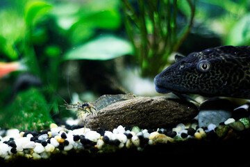 Pleco, sucker fish, Aquarium Plants, Freshwater-Tropical Fish