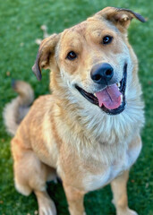 Golden Retriever Mix Puppy Smiling Outdoors
