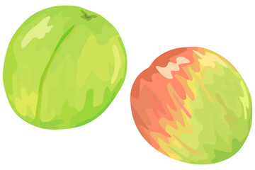 梅の果実のイラスト ベクター素材