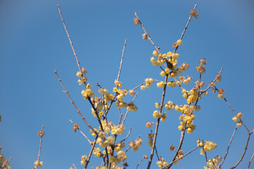 Fototapeta premium 青空に映える蝋梅（ロウバイ）の花、冬の訪れを告げる風景