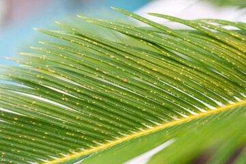 Fungal infection damaging cycas revoluta leaf with yellow spots