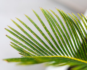 Fungal infection damaging cycas revoluta leaf with yellow spots