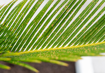 Fungal infection damaging cycas revoluta leaf with yellow spots