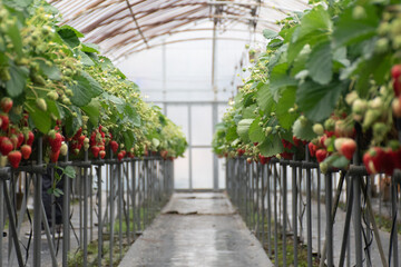 ハウス栽培で丁寧に育てられた真っ赤ないちご