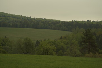 Fototapeta premium morning in the forest