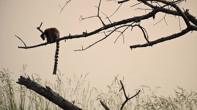 Funny Antics of a Lemur Catta Family Playing Near the Famous Baobab Tree During Sunset in Madagascar