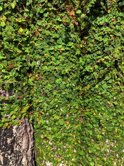 Close Up Photo of Tree with moss and leaves