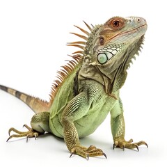 Obraz premium Macro Iguana on White Background – Full Body 8K Detail
