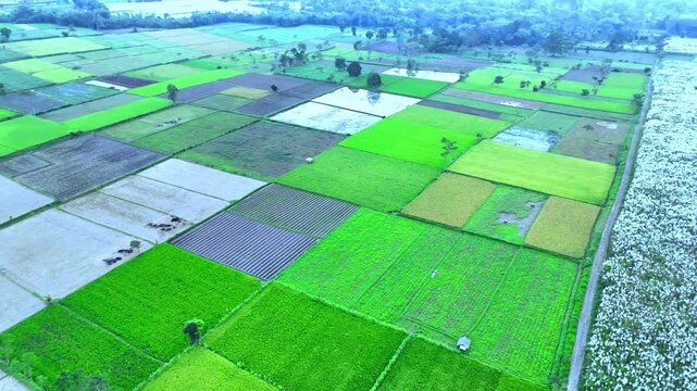 Aerial view of neatly patterned agricultural fields with green and fallow crops and a field of white blossoms