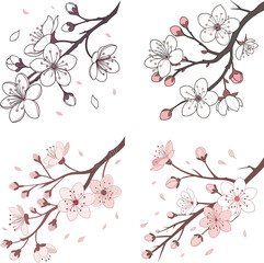 cherry blossom branch