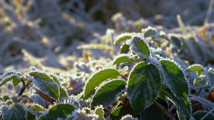Frosty Morning: Close-Up of Ice Crystals Forming on Green Leaves in Winter Sunlight - Powered by Adobe