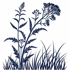 black and white woad