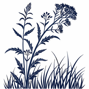 black and white woad