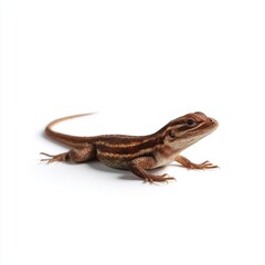 Obraz premium A brown striped lizard on a white background, showcasing its detailed scales and alert posture.