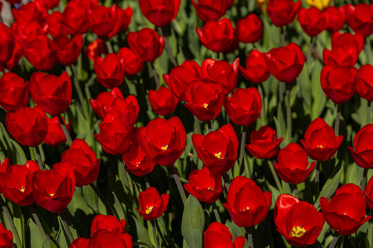 Bright red tulips blooming in a lush green garden on a sunny spring day. Natural beauty, seasonal flora, vibrant flowers and colorful nature in full bloom during peak flowering season