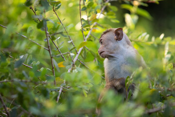 baby macaque sitting on a tree, monkey, animals of sri lanka