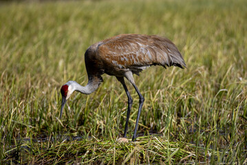 Sandhill Crane at a Nest in a Wyoming Pond in Springtime