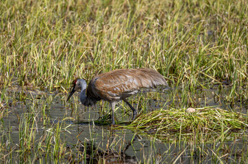 Sandhill Crane at a Nest in a Wyoming Pond in Springtime