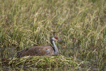 Sandhill Crane at a Nest in a Wyoming Pond in Springtime