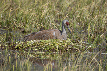Sandhill Crane at a Nest in a Wyoming Pond in Springtime