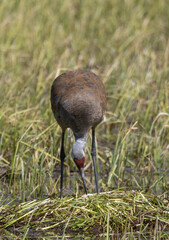 Sandhill Crane at a Nest in a Wyoming Pond in Springtime