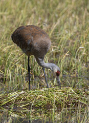 Sandhill Crane at a Nest in a Wyoming Pond in Springtime