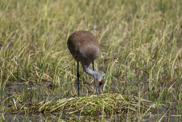 Sandhill Crane at a Nest in a Wyoming Pond in Springtime