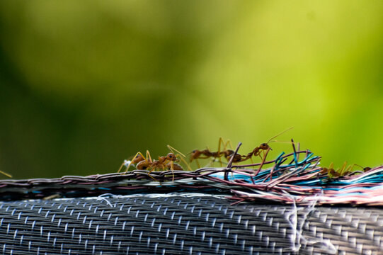 Red weaver ants (Oecophylla smaragdina) on a frayed cable. - Powered by Adobe