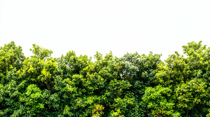 Green canopy trees viewed from below against a bright white sky backdrop