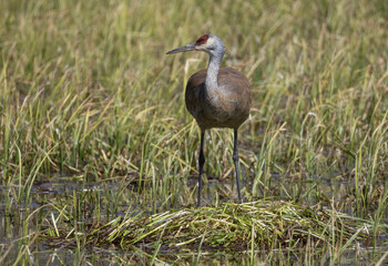 Sandhill Crane at a Nest in a Wyoming Pond in Springtime