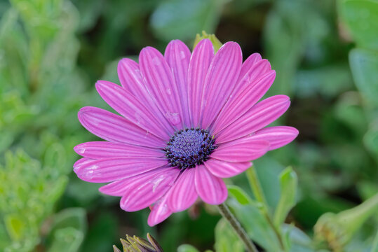 Close up of purple African daisy (Osteospermum, Dimorphotheca sinuata)