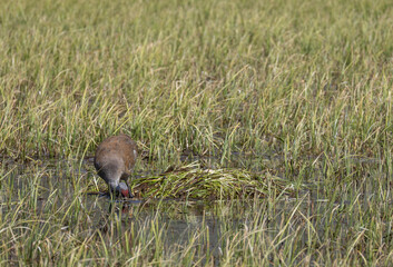 Sandhill Crane at a Nest in a Wyoming Pond in Springtime