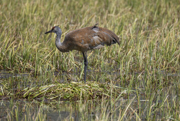 Sandhill Crane at a Nest in a Wyoming Pond in Springtime