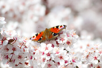 Butterfly sitting on tree branch full of blossum close-up.